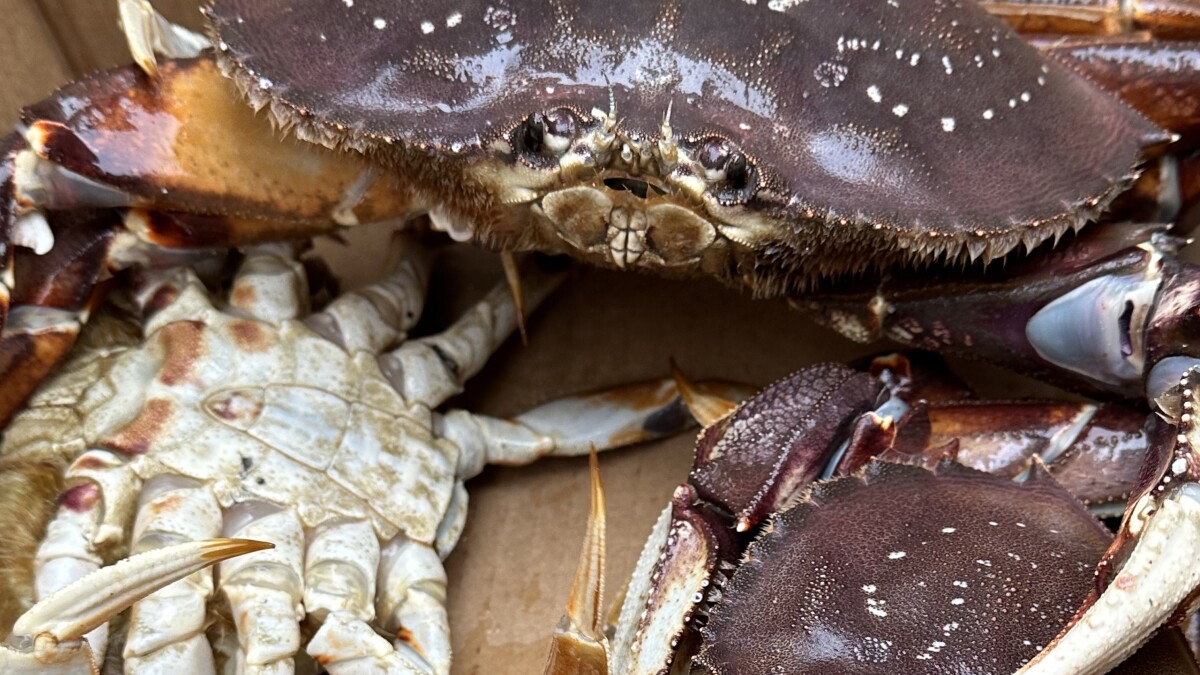 Bering Sea Dungeness crab season starts in May, officials predict good  harvests | KUCB