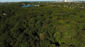 Friends of Washington Grove announced that the 26-acre woodland was added to the Old Growth Forest Network. This photo was taken near the Nunda Blvd. trailhead entrance looking west.