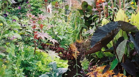 The Galesburg city council voted down a proposed prohibition on growing food in front-yard gardens.