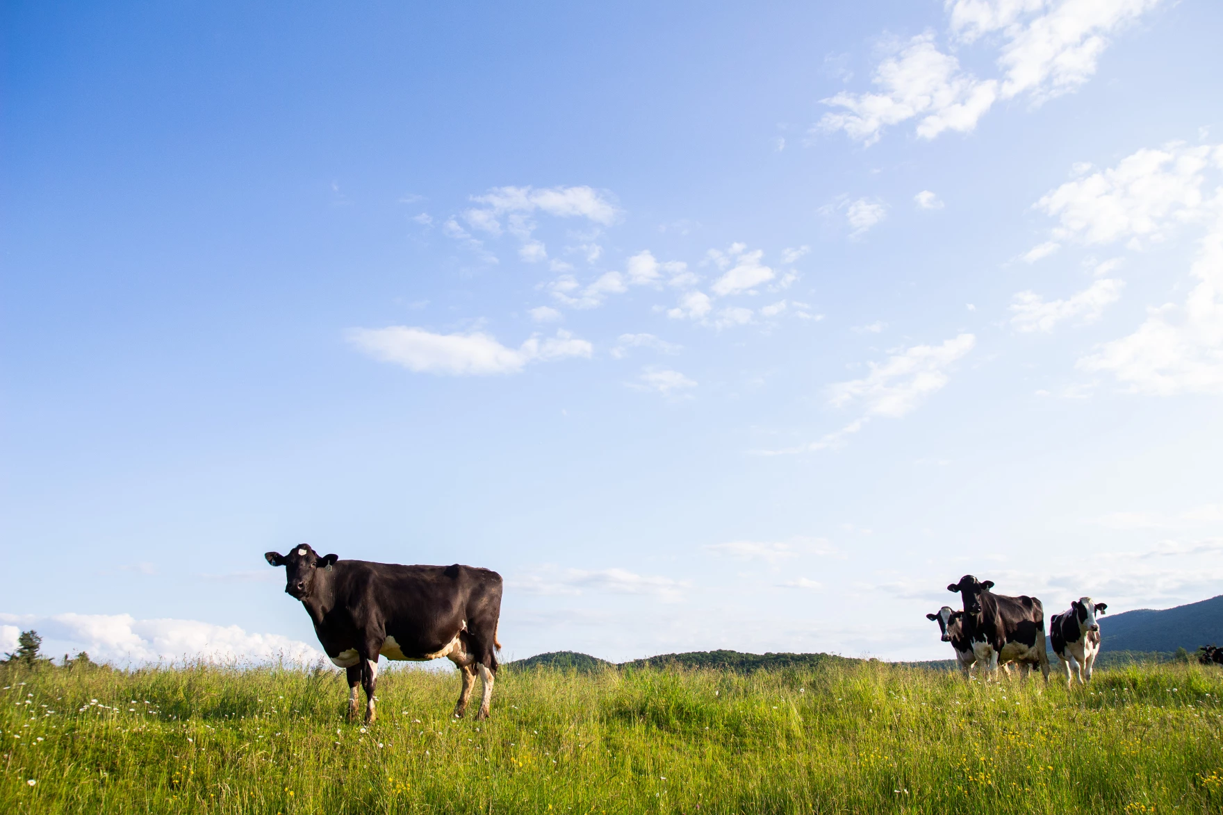 Organic dairy farmers who shipped or processed milk in 2022 are eligible for relief funds from the Vermont Agency of Agriculture.