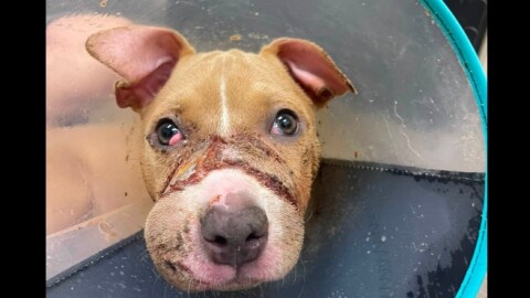 abused dog