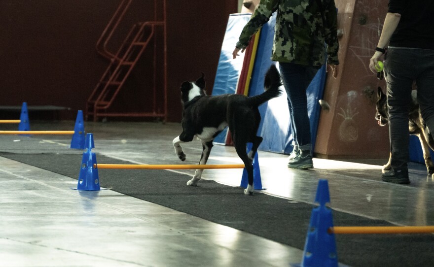 Sunny the border collie takes herself over the jumps during flyball.