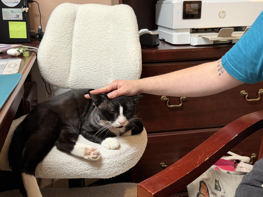 Bruno, one of the cats treated by Operation Catnip. (Genesis Trujillo/WUFT News)