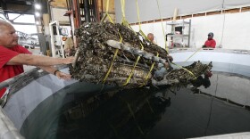 Wayne Lusardi, Michigan's state maritime archaeologist with the Department of Natural Resources helps guide the 1,200-pound mussel-encrusted engine from a P-39 World War II-era fighter plane flown by a member of the famed Tuskegee airmen into a chemical solution, Thursday, Aug. 17, 2023 at the Tuskegee Airmen National Historical Museum in Detroit. The plane was flown by a member of the famed Tuskegee airmen that crashed during training nearly 80 years ago near Port Huron, about 60 miles northeast of Detroit. (AP Photo/Carlos Osorio)