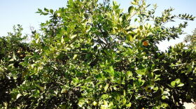 Tree Infected with Citrus Greening
