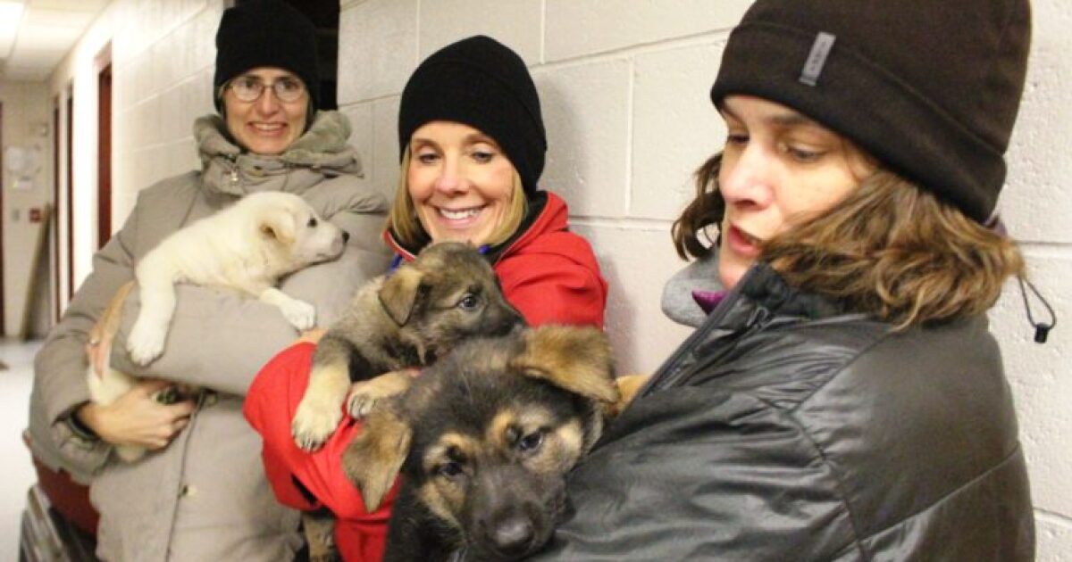 Idaho Humane Society Flies Dogs Into Boise For Adoption Boise State