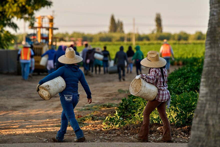 Migrant farmworkers head to pick crops on an early morning in Fresno, Calif., on July 18, 2025.