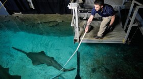 Aquarist Lukas Seoane feeds a shark in the Shark Reef Aquarium at the Mandalay Bay hotel-casino in Las Vegas, Wednesday, March 11, 2026. (AP Photo/John Locher)