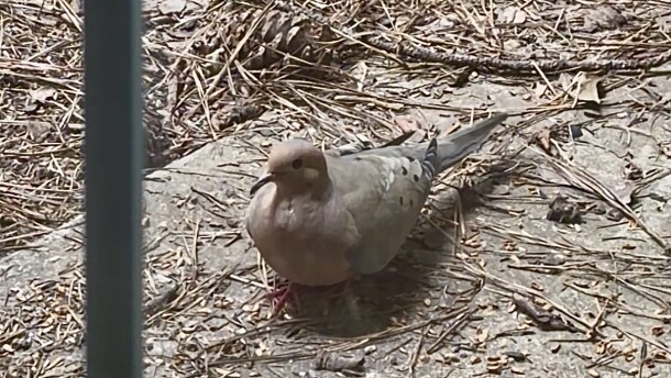 Mourning dove seen through a window on a residential home in Birmingham.