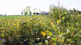 A glyphosate-resistant weed stands over over a patch of soybeans on Don Lamb's farm. Weeds like this are one reason some farmers turned to dicamba-tolerant soybeans this year.