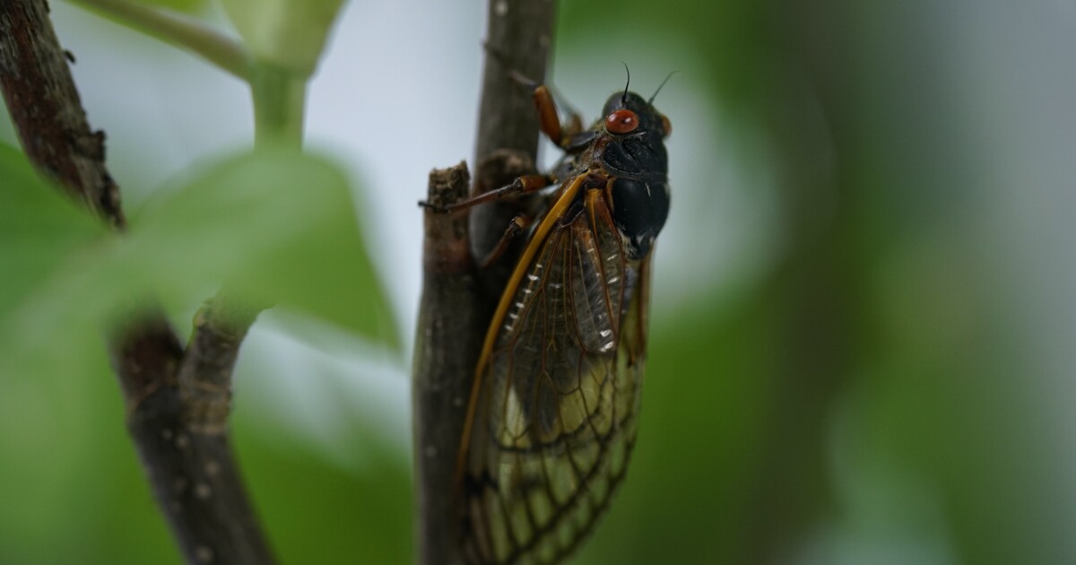 Cicadas South Carolina Public Radio