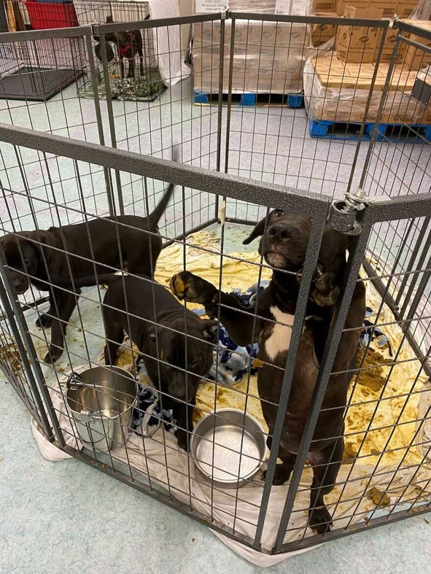 Puppies being housed in a soiled overflow space due to crowded conditions at the CASPCA.