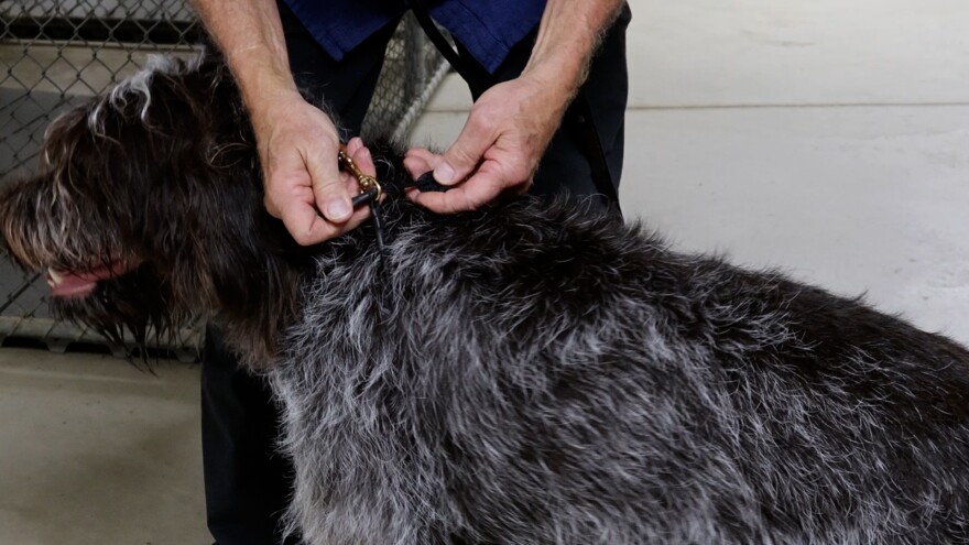 Jerry Barnes puts a harness on a dog. [Kelly Woodward / Ideastream Public Media]