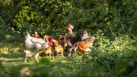 A small flock of chickens gathers in a grassy clearing surrounded by trees and foliage.