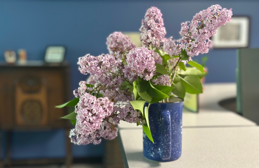 Lilacs left by a friend in the IPR lobby.