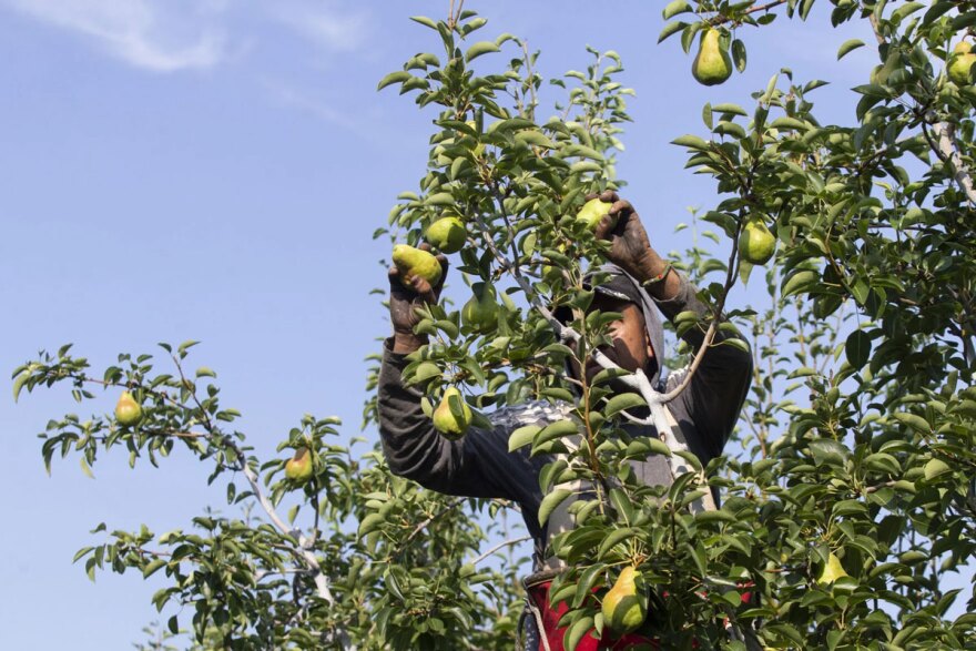 Luis Roberto Monrreal, un trabajador H-2A, recolecta peras Bartlett en un huerto de Bountiful Farms en Cashmere, Washington.