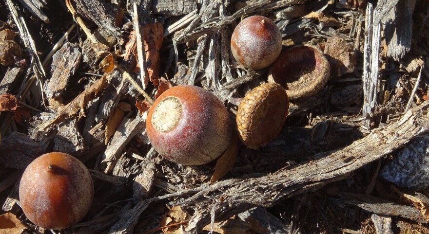 Why are there so many acorns this fall? - Newsday