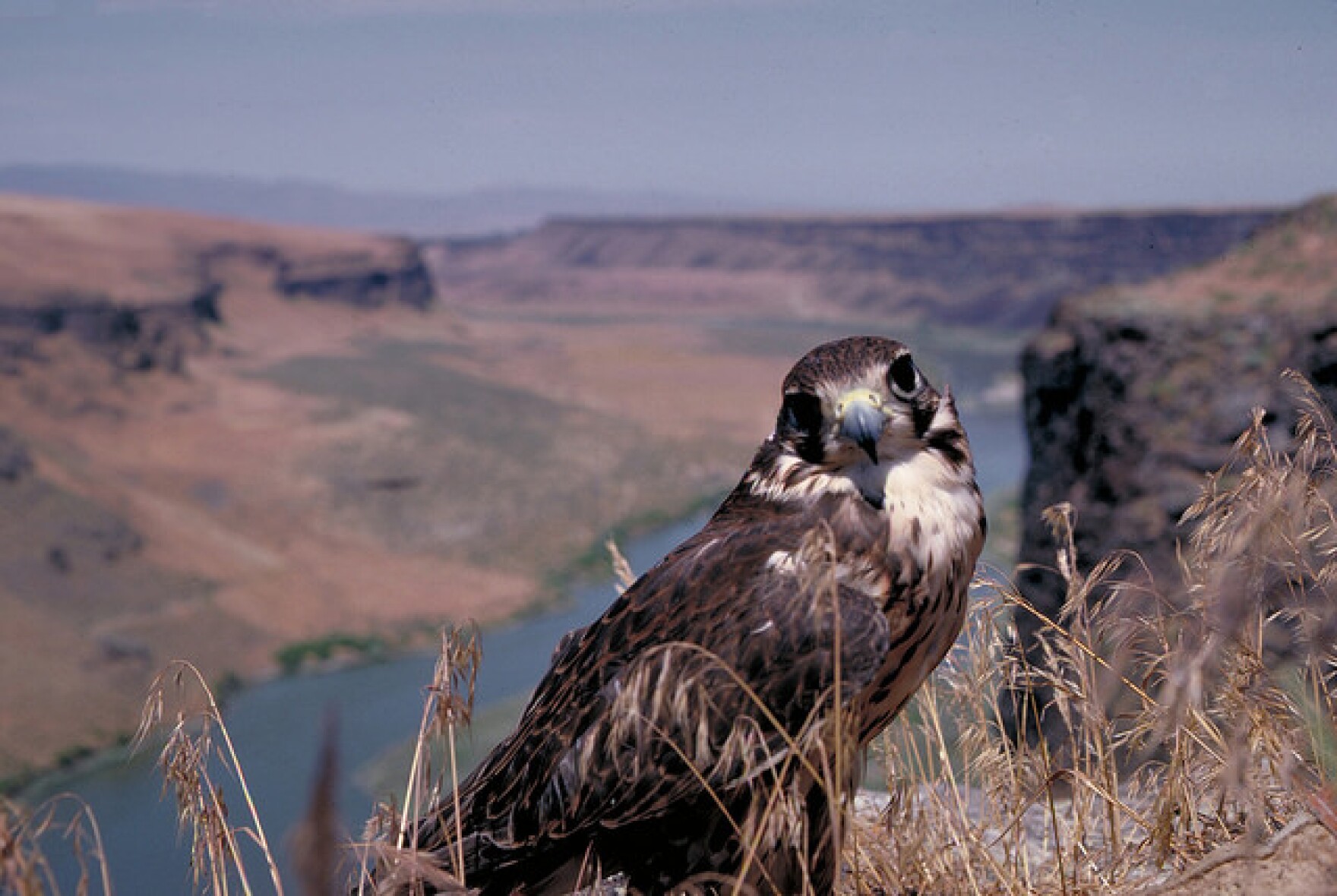 Birds Of Prey Area Near Boise Celebrates 25 Years | Boise State Public