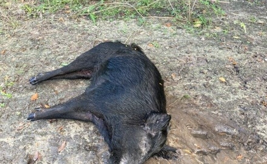 Animal lying in the river