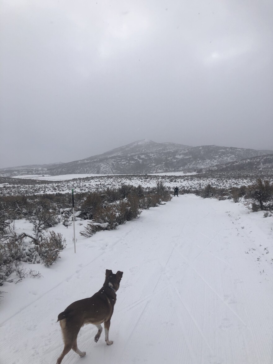 Land of Oz in the distance. "Coyote" a dog, in the forfront