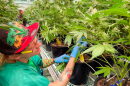 Dyllan Davault, a harvester at Robust Cannabis facility in Cuba, Mo., tends to greenhouse plants on May 2, 2023.