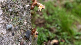 Two Brood X cicadas molt out of their exoskeletons, May 17, 2021.