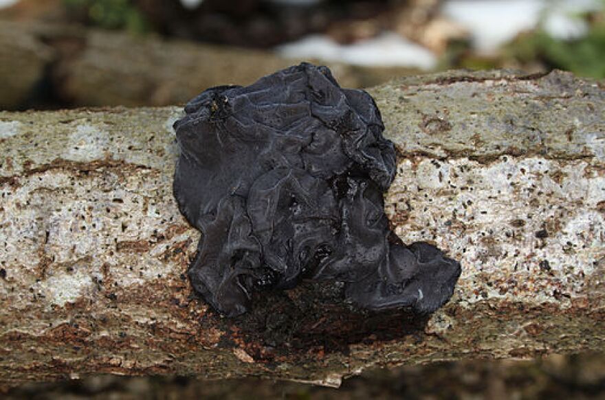 Jelly Fungus