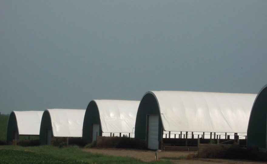 Hoop Barns Protect Cattle From Heat Iowa Public Radio