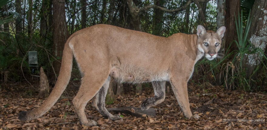  Conservation photographer Carlton Ward is advocating for protection of wildlife corridors between South and Central Florida and many other parts of the state to ensure survival of Florida panthers. 