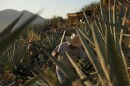 A worker cuts an agave pineapple used to produce mezcal in Nejapa de Madero, Oaxaca, Thursday, Jan. 22, 2026. (AP Photo/Claudia Rosel)