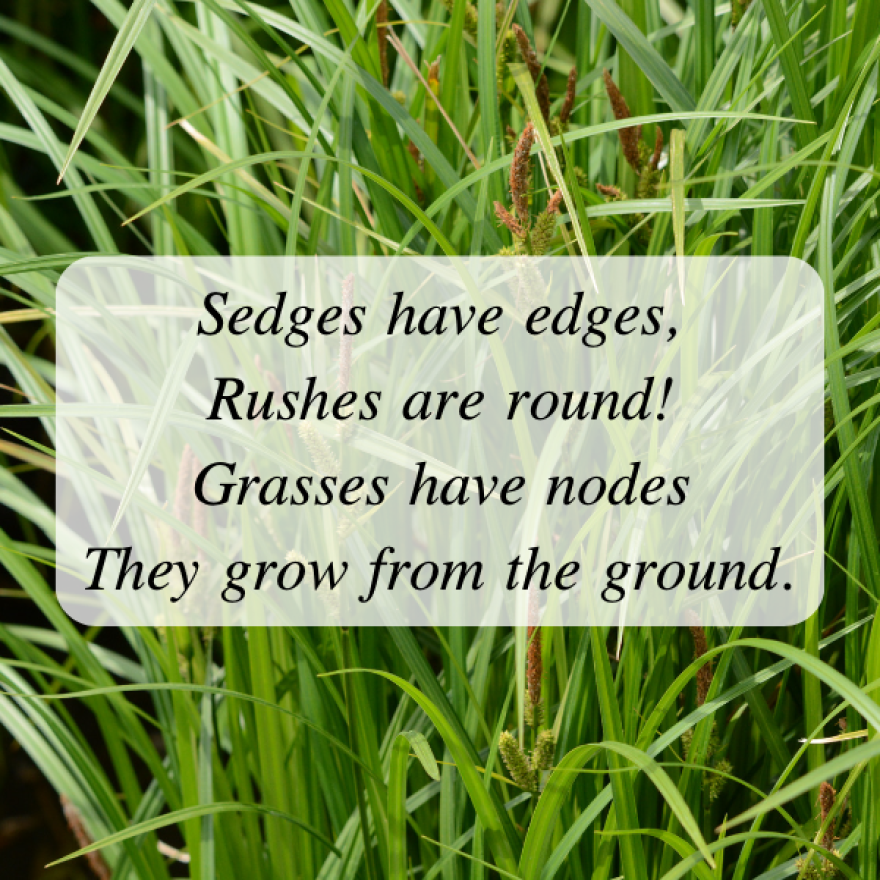 The following poem is shown: "Sedges have edges/ Rushes are round!/ Grasses have nodes/ They grow from the ground." In the background is a large green sedge.