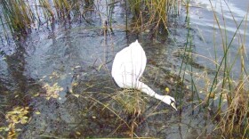 One of the mute swans bird watcher John Madeka found dead at George Lake in Hammond on Nov. 6, 2018.