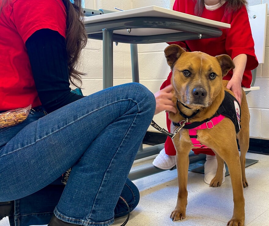 BVSPCA Paws for Change at Baylor 1 - Dog Name is Pink.jpg