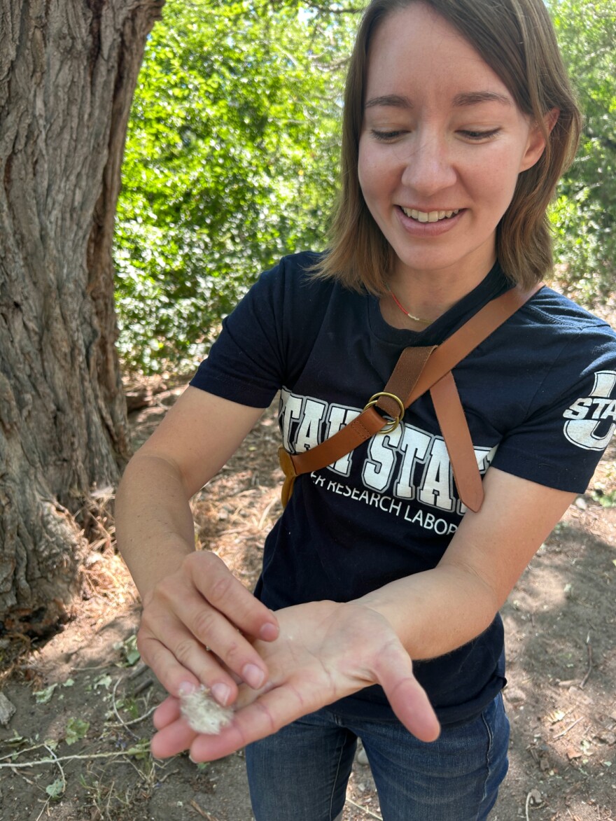 Noelle Patterson shows off cottonwood seedling fluff, exposing the tiny seed inside.