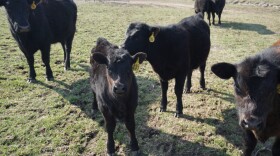  Darvin Bentlage's cows, with each with a low-tech ear tag.