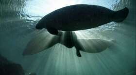 Credit: David Hinkle USFWS