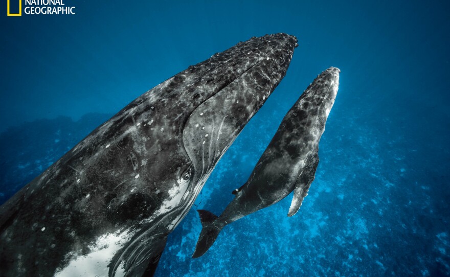 A mother humpback and calf in a bay off Vava'u, Tonga. They'd joined a few thousand adult humpbacks in Antarctica during summer before returning to the South Pacific. Along the way young whales began to imitate adult feeding methods and other behaviors.