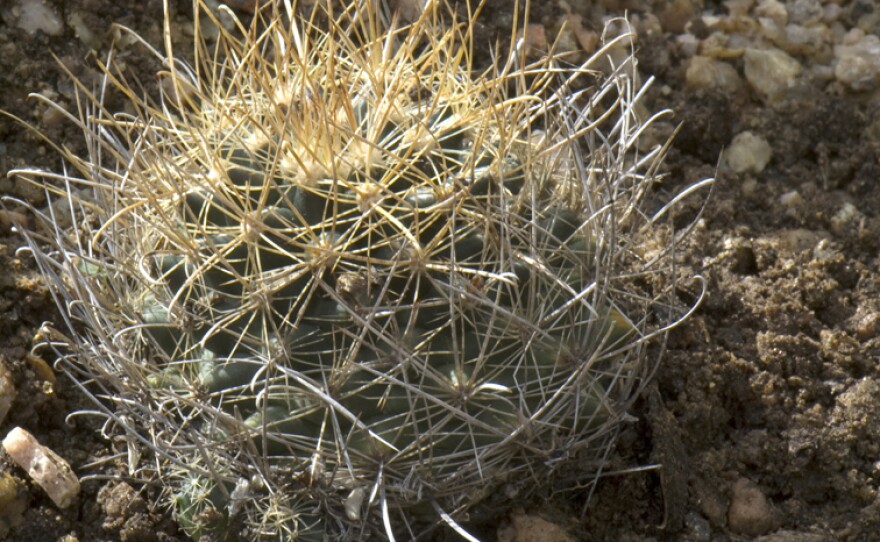 Tobusch fishhook cactus