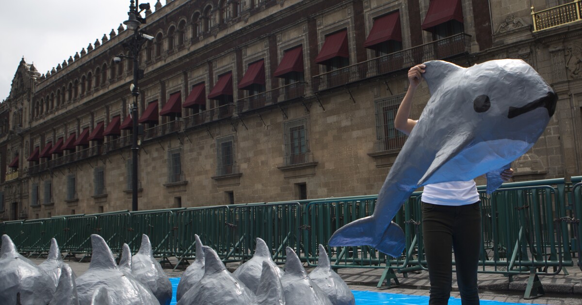 A new push to save critically endangered species like the vaquita
