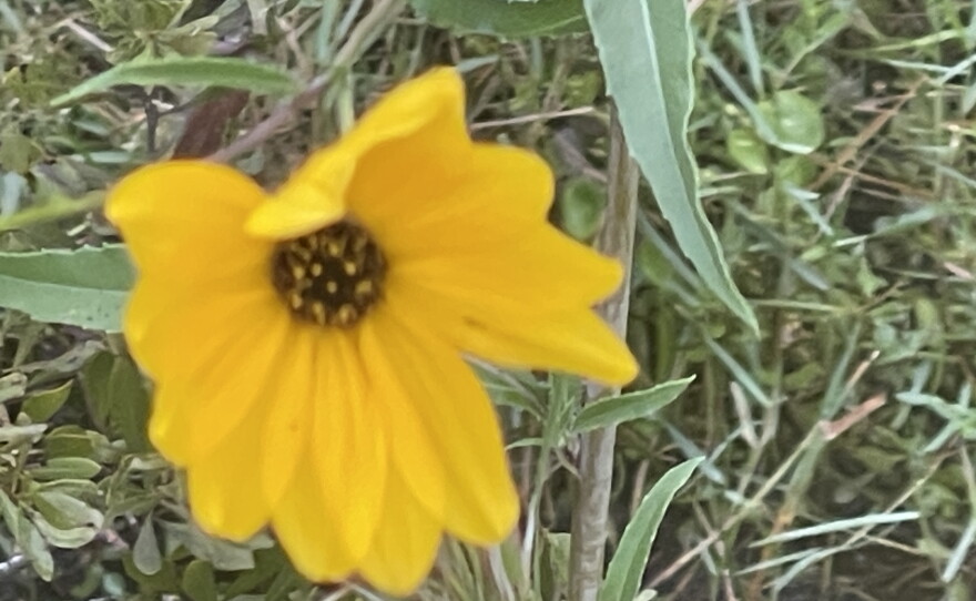 The Pepper Ranch Preserve in Pepper Ranch Preserve in Immokalee annually experiences a native sunflower bloom. Reservations for viewing the 2026 annual bloom event of native Southeastern sunflowers is available at  https://tinyurl.com/PepperRanchSunflowers.