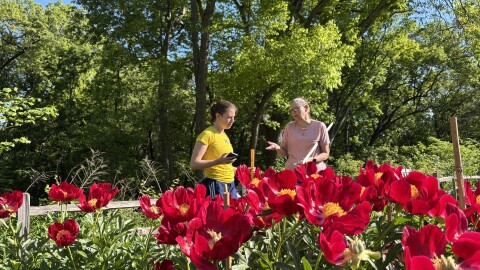Two women stand talking behind a row of bright red peony flowers