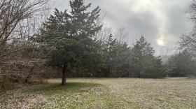  An eastern redcedar stands at the edge of a clearing. Behind it, more redcedars. 