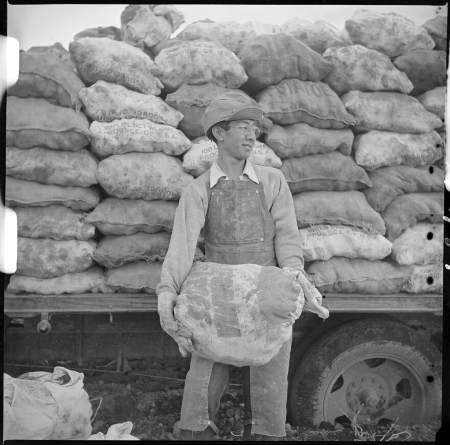 A young field worker loads potatoes grown on the farm of the Tule Lake incarceration camp