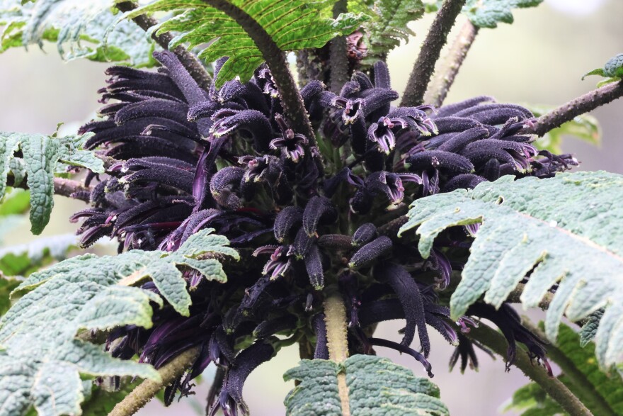A blooming Cyanea horrida.
