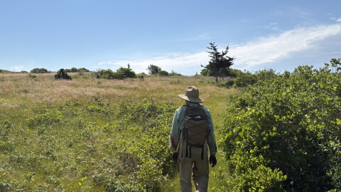 Alpha-gal syndrome has become increasingly common on Martha's Vineyard and Nantucket in recent years.