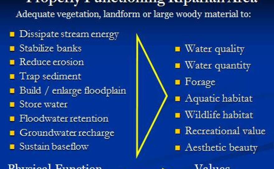 Riparian root systems create a natural buffer against erosion.