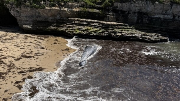 A gray whale rolls in the surf on a beach in Wilder Ranch State Park