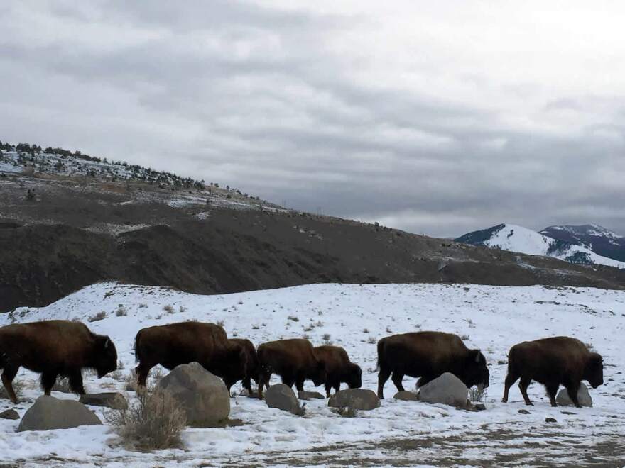 Bison on the move near Yellowstone's northern border.