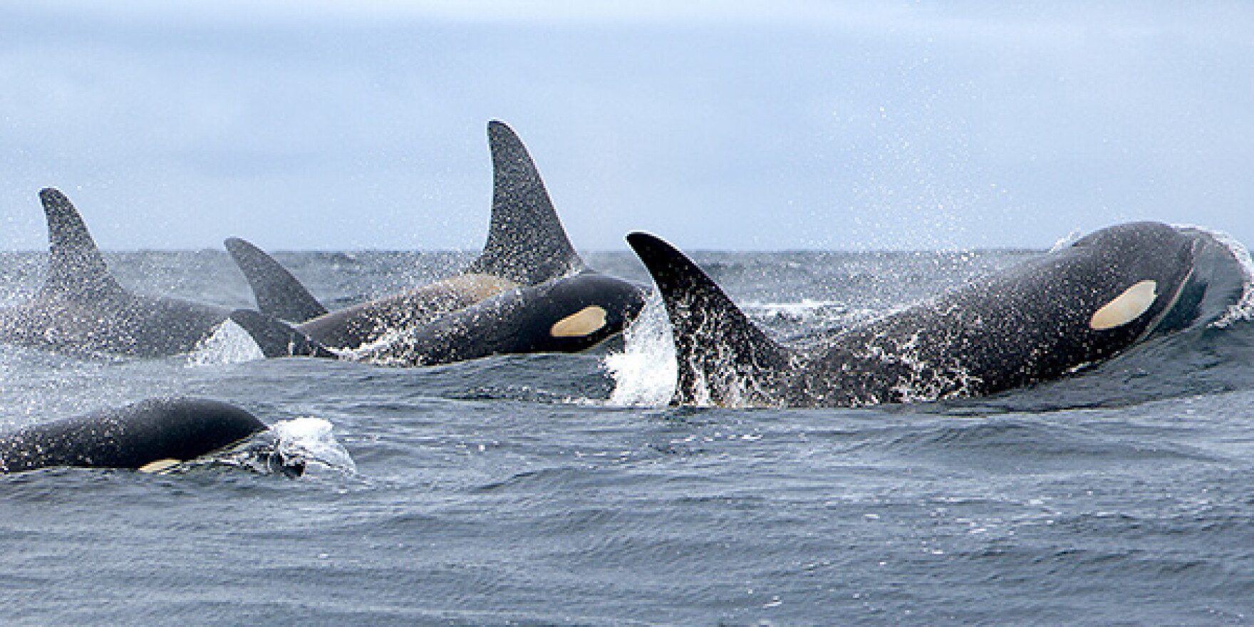 transient-killer-whales-are-showing-up-more-often-in-washington-waters