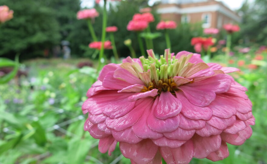 To keep the flowers healthy, gardeners have to check leaves for fungus and bacteria.